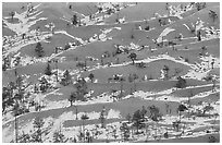 Ridges, snow, and trees. Bryce Canyon National Park, Utah, USA. (black and white)