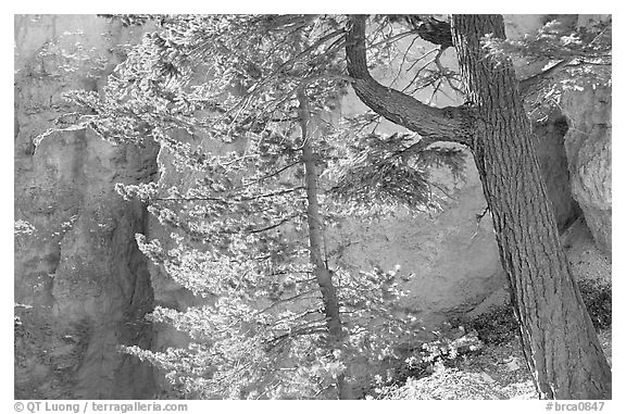 Douglas Fir in Wall Street Gorge, Navajo Trail. Bryce Canyon National Park (black and white)