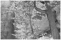 Douglas Fir in Wall Street Gorge, Navajo Trail. Bryce Canyon National Park ( black and white)