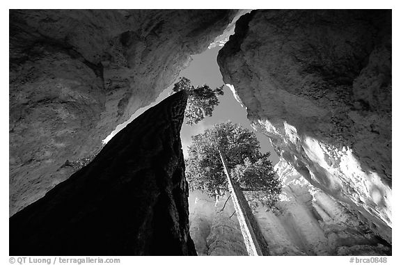 Douglas Fir in Wall Street Gorge, mid-day. Bryce Canyon National Park (black and white)