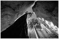 Douglas Fir in Wall Street Gorge, mid-day. Bryce Canyon National Park ( black and white)