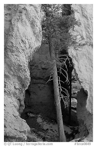 Glowing walls and tree along  Navajo Trail. Bryce Canyon National Park (black and white)