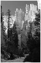 Hoodoos seen from  Queen's garden Trail. Bryce Canyon National Park, Utah, USA. (black and white)