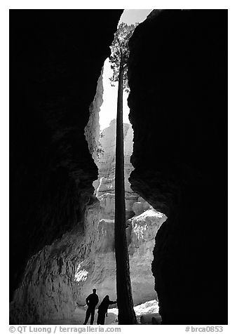 Hikers at the base of tall tree in Wall Street Gorge. Bryce Canyon National Park, Utah, USA.