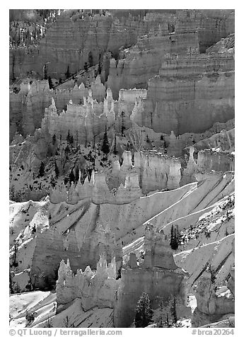 Hoodoos glowing in Bryce Amphitheater, early morning. Bryce Canyon National Park, Utah, USA.