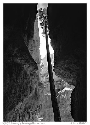 Douglas Fir in Wall Street Gorge, mid-day. Bryce Canyon National Park (black and white)