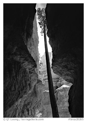 Douglas Fir in Wall Street Gorge, mid-day. Bryce Canyon National Park, Utah, USA.