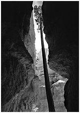 Douglas Fir in Wall Street Gorge, mid-day. Bryce Canyon National Park, Utah, USA. (black and white)