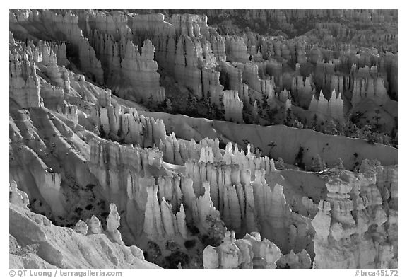 Bryce amphitheater at sunrise. Bryce Canyon National Park (black and white)