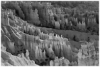 Bryce amphitheater at sunrise. Bryce Canyon National Park ( black and white)