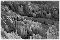 Bryce amphitheater at sunrise. Bryce Canyon National Park, Utah, USA. (black and white)