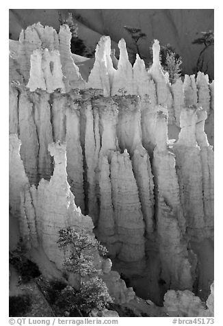 Pink Member of the Claron Formation. Bryce Canyon National Park, Utah, USA.