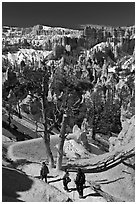 Hiking into amphitheater. Bryce Canyon National Park, Utah, USA. (black and white)