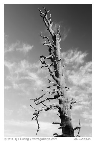 Bristlecone pine tree top. Bryce Canyon National Park, Utah, USA.