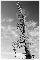 Bristlecone pine tree top. Bryce Canyon National Park, Utah, USA. (black and white)