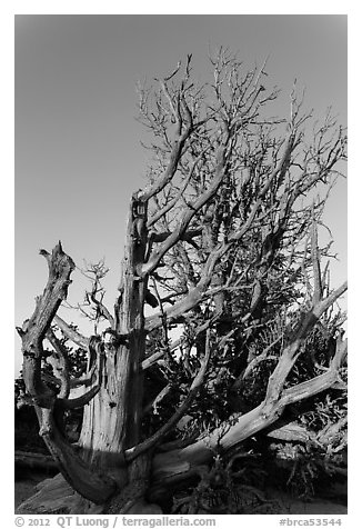 Bristlecone pine trees with many branches. Bryce Canyon National Park (black and white)