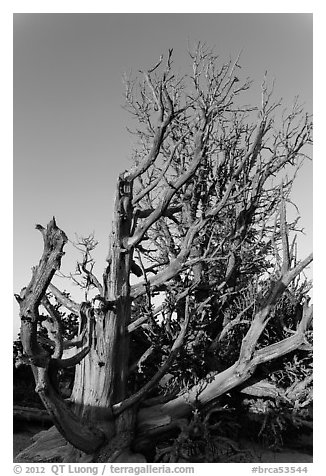 Bristlecone pine trees with many branches. Bryce Canyon National Park (black and white)