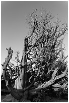 Bristlecone pine trees with many branches. Bryce Canyon National Park, Utah, USA. (black and white)