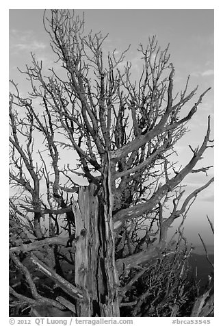 Bristlecone pine tree at sunset. Bryce Canyon National Park (black and white)