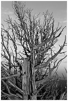 Bristlecone pine tree at sunset. Bryce Canyon National Park, Utah, USA. (black and white)