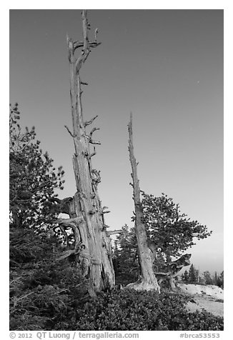 Bristlecone pine skeletons at dusk. Bryce Canyon National Park, Utah, USA.