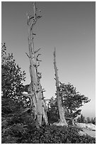 Bristlecone pine skeletons at dusk. Bryce Canyon National Park, Utah, USA. (black and white)