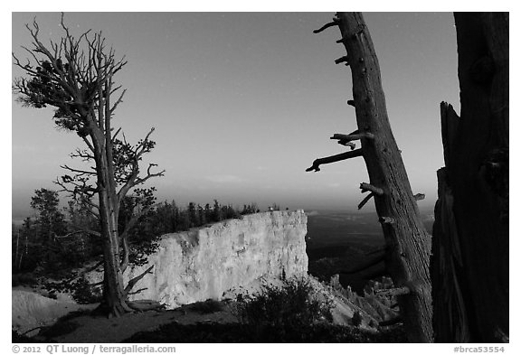 Bristlecone pine trees and cliff at dusk. Bryce Canyon National Park (black and white)