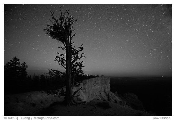 Bristlecone pine at edge of plateau at night. Bryce Canyon National Park (black and white)
