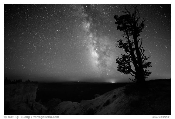 Bristlecone pine and Milky Way near Yovinpa Point. Bryce Canyon National Park, Utah, USA.