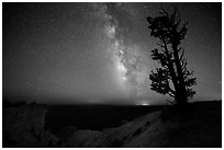 Bristlecone pine and Milky Way near Yovinpa Point. Bryce Canyon National Park, Utah, USA. (black and white)