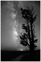 Bristlecone pine tree and Milky Way. Bryce Canyon National Park, Utah, USA. (black and white)