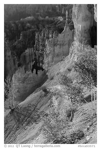 Young aspen in Bryce Amphitheater. Bryce Canyon National Park (black and white)