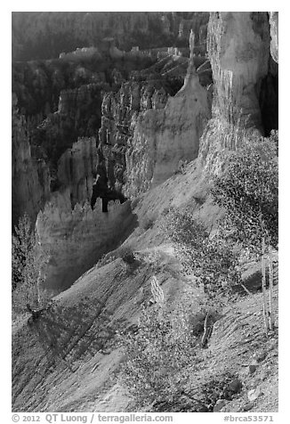 Young aspen in Bryce Amphitheater. Bryce Canyon National Park, Utah, USA.