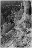 Young aspen in Bryce Amphitheater. Bryce Canyon National Park, Utah, USA. (black and white)