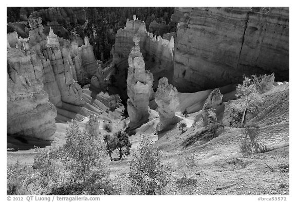 Aspen and Thors Hammer in fall. Bryce Canyon National Park, Utah, USA.