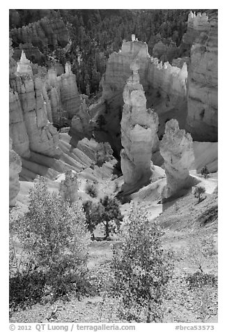 Aspen and Thors Hammer in autumn. Bryce Canyon National Park, Utah, USA.