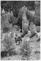 Aspen and Thors Hammer in autumn. Bryce Canyon National Park, Utah, USA. (black and white)