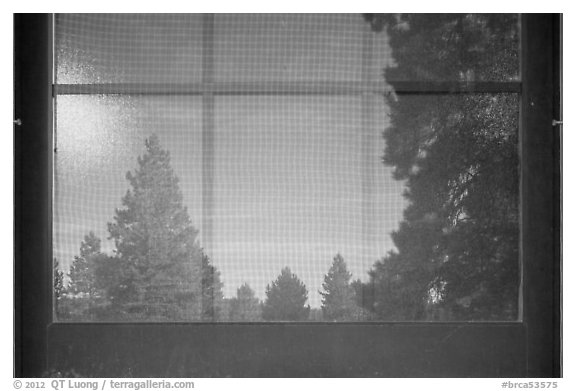 Fir trees, Visitor Center window reflexion. Bryce Canyon National Park (black and white)