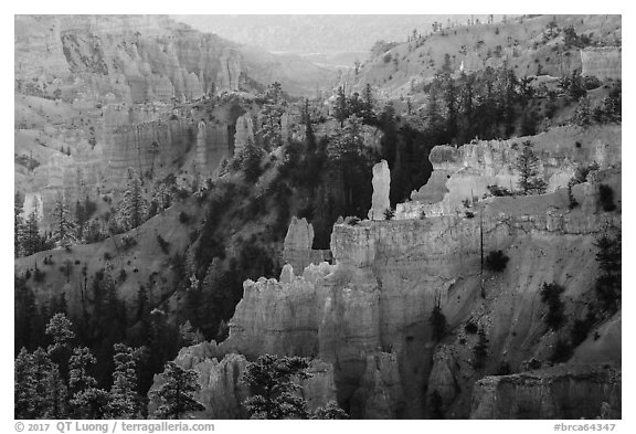 Creamsicle-colored hoodoos and conifers, Fairyland Point. Bryce Canyon National Park (black and white)