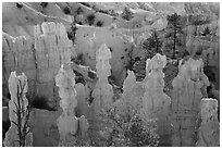 Hoodoos and walls of pinkish siltstone. Bryce Canyon National Park ( black and white)