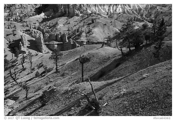 Eroded slopes and pines. Bryce Canyon National Park (black and white)