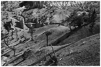 Eroded slopes and pines. Bryce Canyon National Park ( black and white)