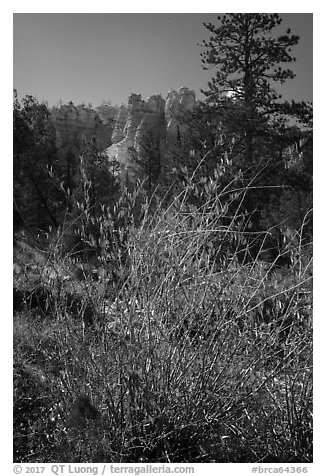 Shurbs in autumn foliage and hoodoos. Bryce Canyon National Park (black and white)