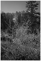 Shurbs in autumn foliage and hoodoos. Bryce Canyon National Park ( black and white)