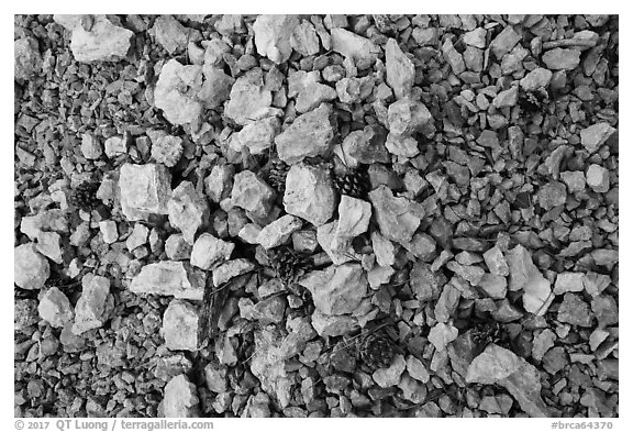 Close-up of dry creek with fallen pine cones. Bryce Canyon National Park (black and white)