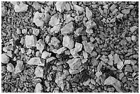 Close-up of dry creek with fallen pine cones. Bryce Canyon National Park ( black and white)