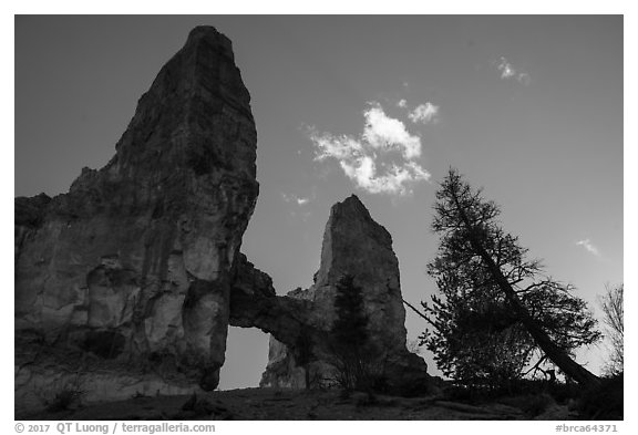Pine trees, Tower Bridge, and cloud. Bryce Canyon National Park (black and white)