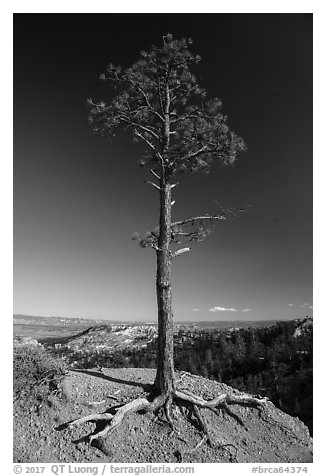 Pine tree with exposed roots on rim. Bryce Canyon National Park (black and white)
