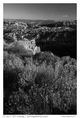 Summer grasses on rim and amphitheater. Bryce Canyon National Park (black and white)