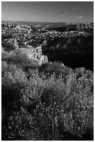 Summer grasses on rim and amphitheater. Bryce Canyon National Park ( black and white)